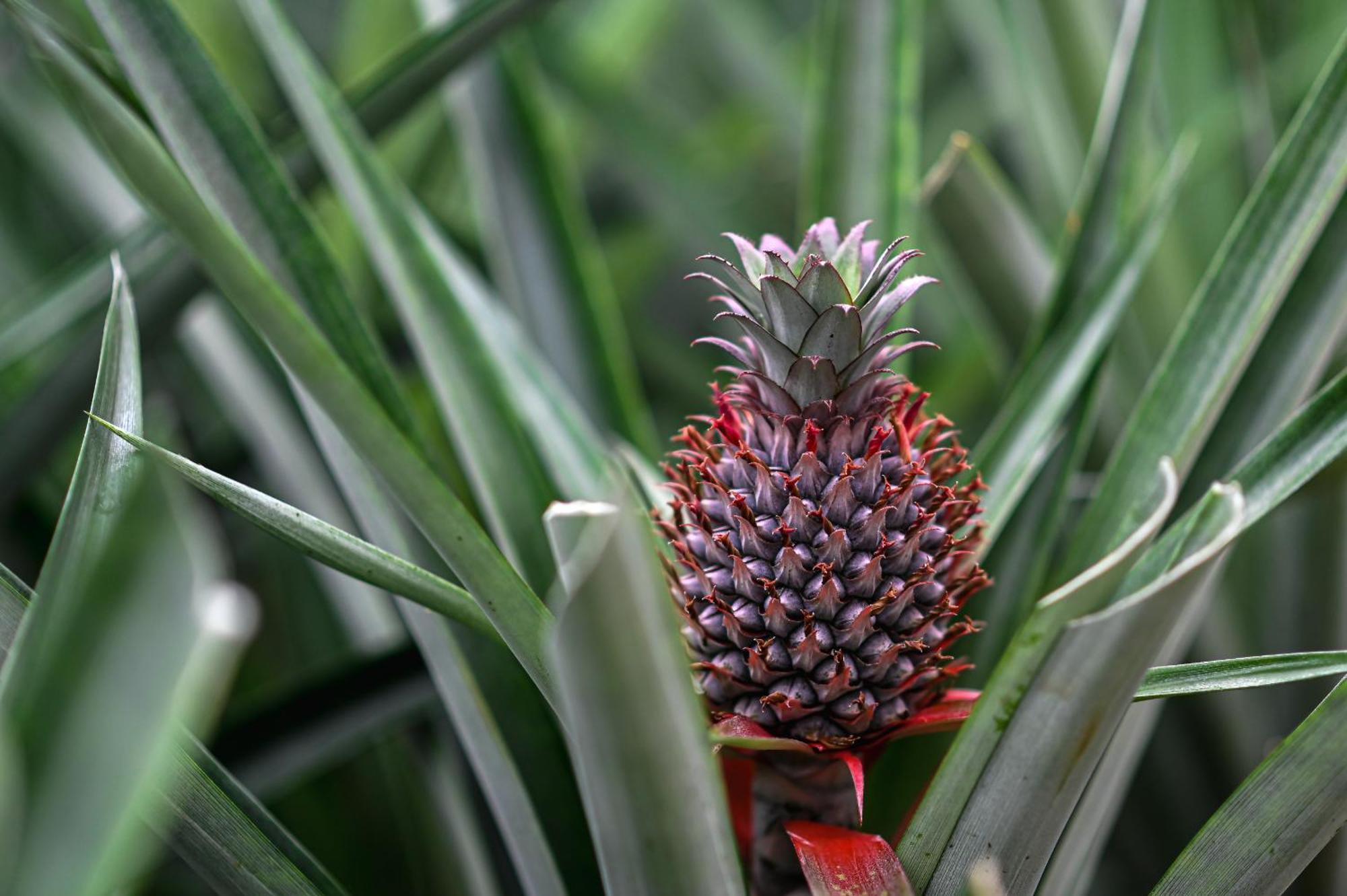 Pineapple Studio Ponta Delgada المظهر الخارجي الصورة