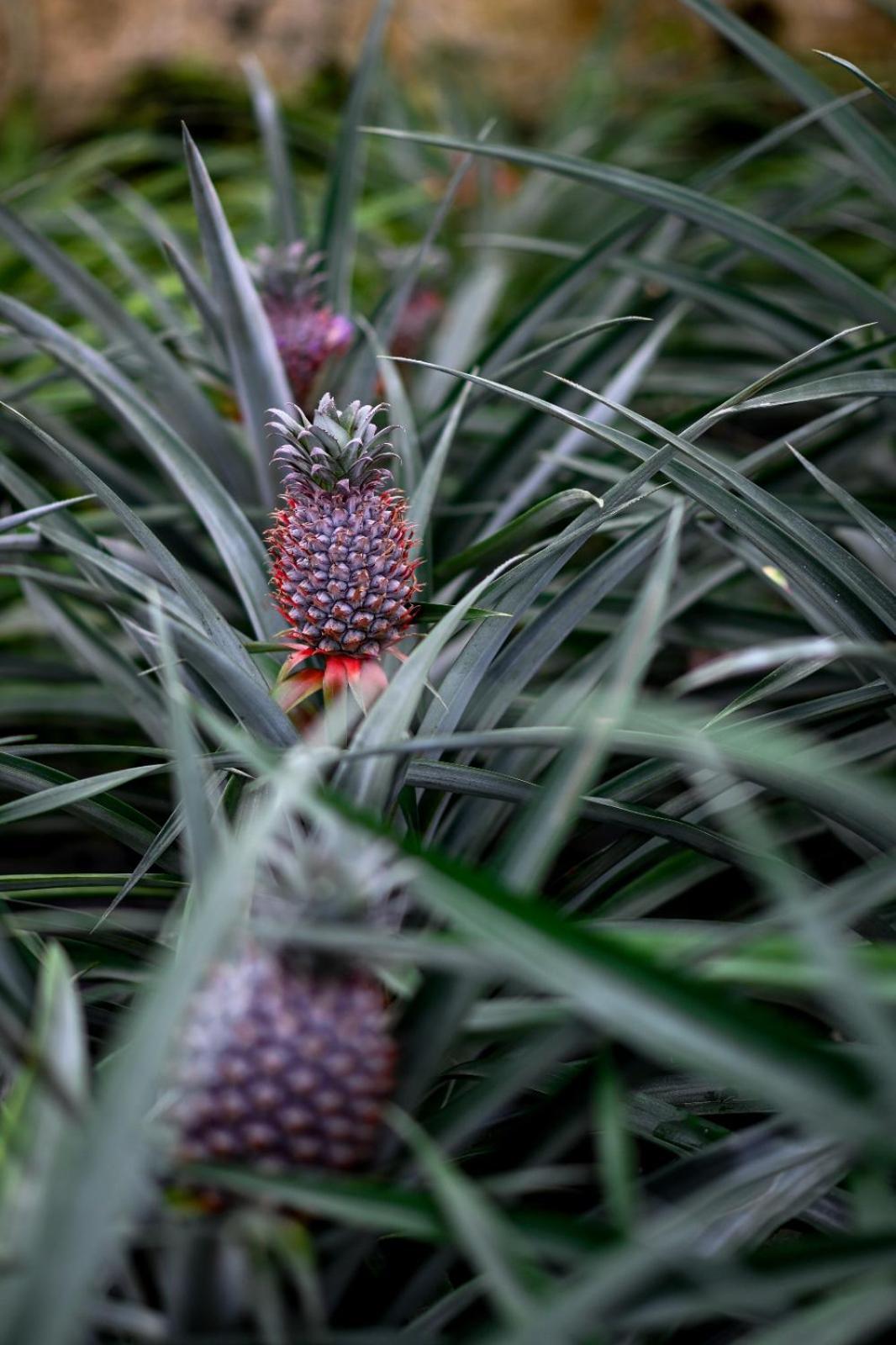 Pineapple Studio Ponta Delgada المظهر الخارجي الصورة
