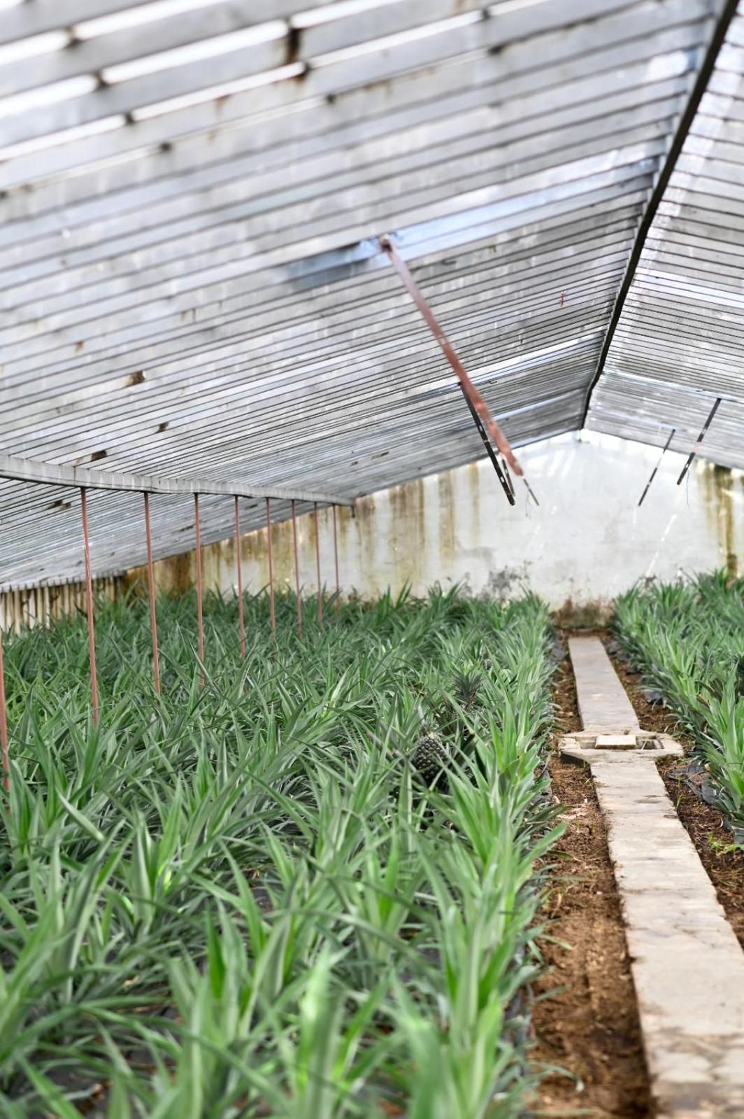 Pineapple Studio Ponta Delgada المظهر الخارجي الصورة