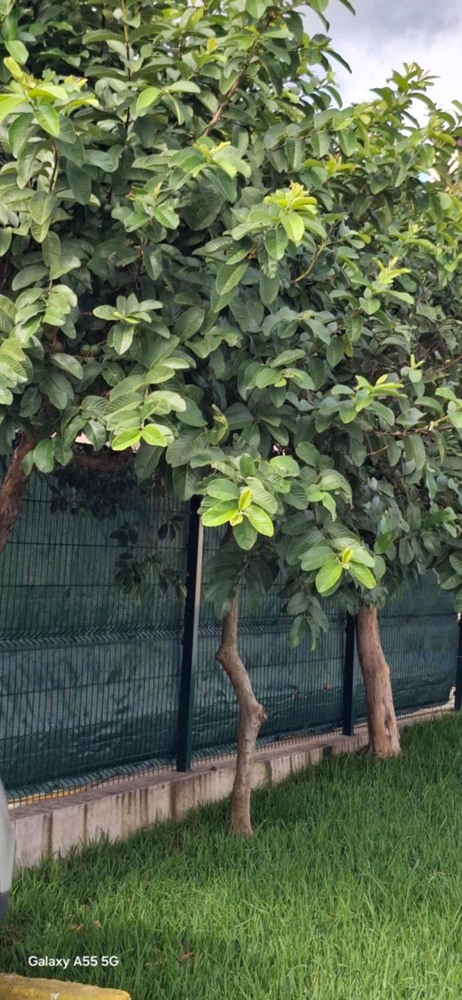 Pineapple Studio Ponta Delgada المظهر الخارجي الصورة
