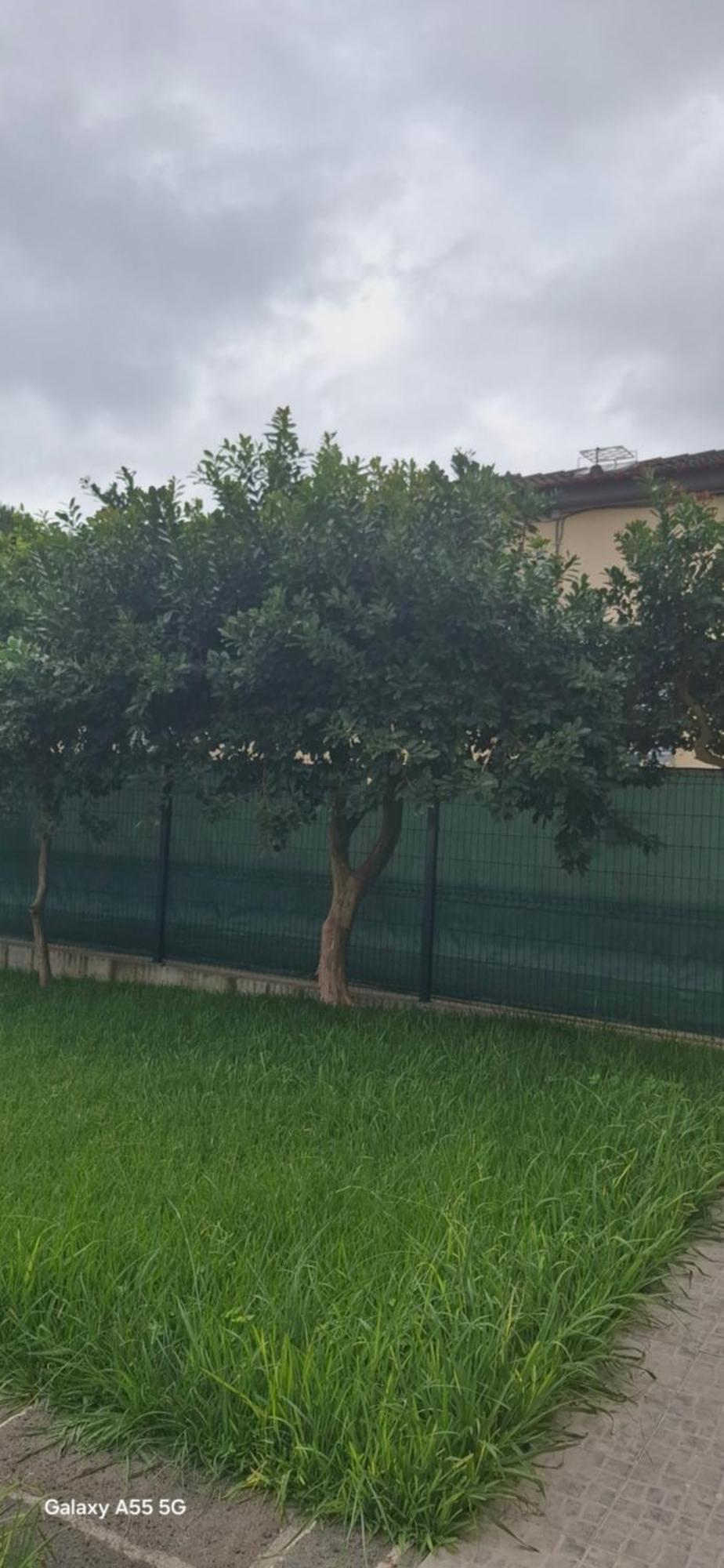 Pineapple Studio Ponta Delgada المظهر الخارجي الصورة