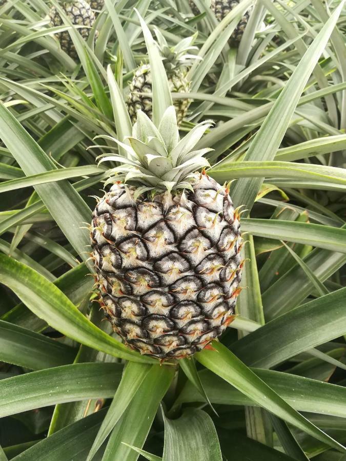 Pineapple Studio Ponta Delgada المظهر الخارجي الصورة