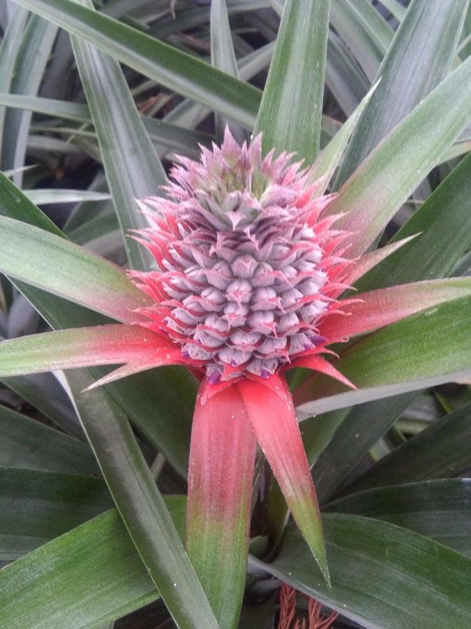 Pineapple Studio Ponta Delgada المظهر الخارجي الصورة